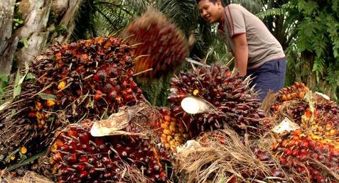 perdagangan cpo indonesia