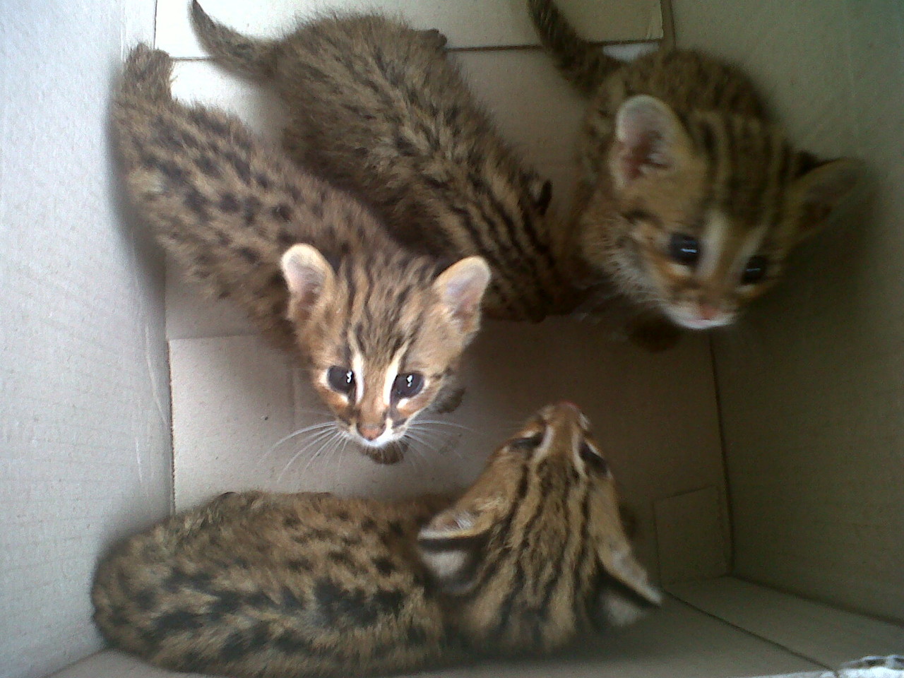 Perdagangan Satwa Langka Secara Online Masih Marak