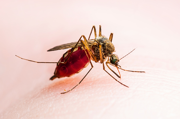 Ilustrasi nyamuk malaria (halodoc.com)