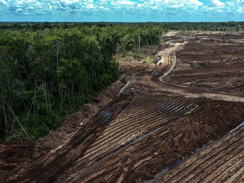ICW mencatat 56 kasus korupsi sektor kehutanan sepanjang 2010–2025 dengan kerugian negara Rp4,8 triliun. Di balik izin yang diobral, ada hutan yang hilang dan asap yang terus datang setiap tahun.
